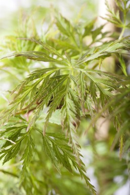 Acer palmatum 'Emerald Lace' Strauch 80-100 cm
