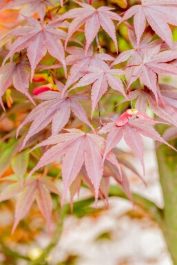 Acer palmatum 'Fireglow' Strauch 125-150 cm