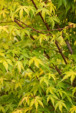 Acer palmatum 'Katsura' Strauch 80-100 cm