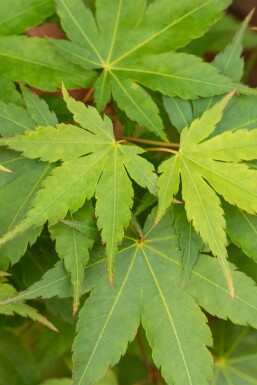 Acer palmatum 'Little Princess' struik 40-60 cm