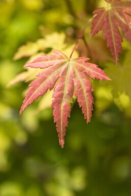 Acer palmatum 'Orange Dream' Strauch 40-60 cm