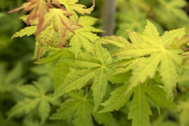 Acer palmatum 'Orange Dream' Strauch 40-60 cm