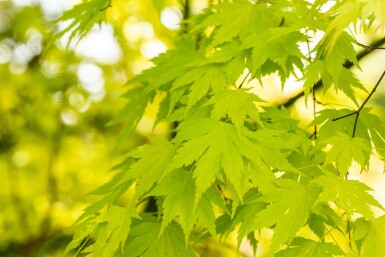 Acer palmatum 'Orange Dream' Strauch 40-60 cm