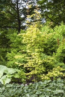 Acer palmatum 'Orange Dream' Strauch 40-60 cm