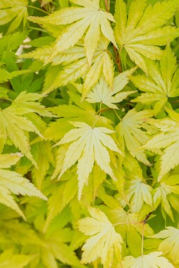 Acer palmatum 'Orange Dream' struik 100-125 cm