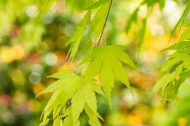Acer palmatum 'Orange Dream' struik 150-175 cm