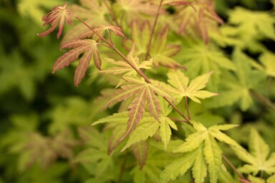 Acer palmatum 'Orange Dream' struik 150-175 cm