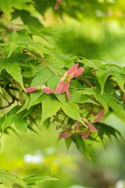 Acer palmatum 'Osakazuki' struik 60-80 cm
