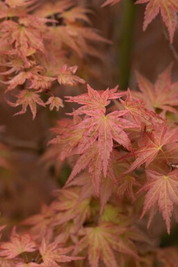 Acer palmatum 'Phoenix' busk 80-100 cm