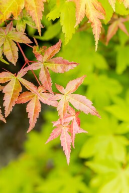 Acer palmatum 'Summer Gold' Strauch 60-80 cm