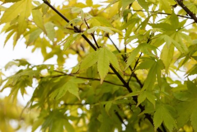Acer palmatum 'Summer Gold' Strauch 60-80 cm