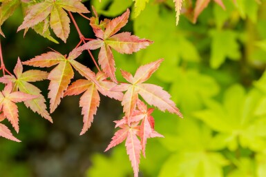 Acer palmatum 'Summer Gold' Strauch 60-80 cm