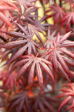 Acer palmatum 'Trompenburg' buske 40-50 cm