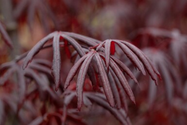 Acer palmatum 'Trompenburg' buske 40-50 cm
