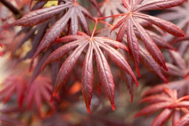 Acer palmatum 'Trompenburg' buske 40-50 cm