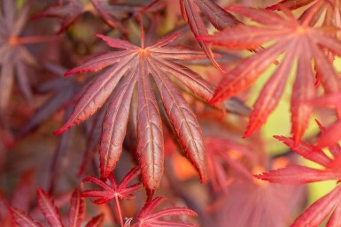 Acer palmatum 'Trompenburg' buske 40-50 cm