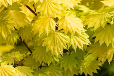 Acer shirasawanum 'Aureum' Strauch 30-40 cm