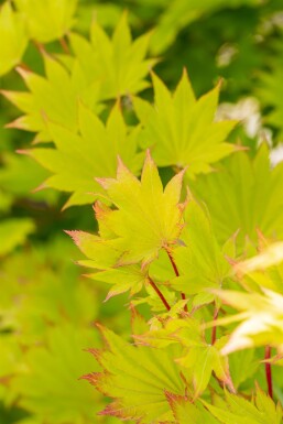Acer shirasawanum 'Aureum' Strauch 100-125 cm