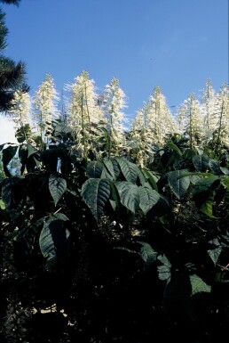 Aesculus parviflora Strauch 125-150 cm