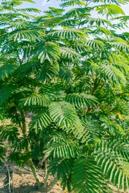 Albizia julibrissin Strauch 150-175 cm