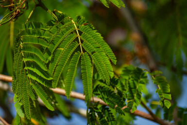 Albizia julibrissin 'Ombrella' struik 100-125 cm