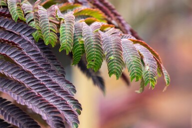 Albizia julibrissin 'Summer Chocolate' struik 30-40 cm