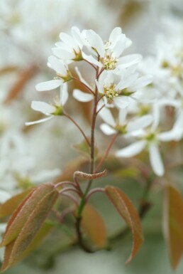 Amelanchier lamarckii arbuste 60-80 cm