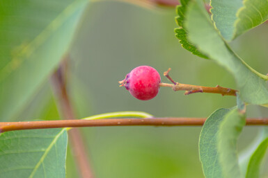 Amelanchier alnifolia 'Obelisk' buske 40-50 cm