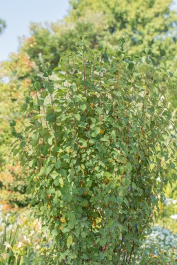 Amelanchier alnifolia 'Obelisk' Strauch 40-50 cm