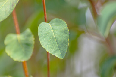 Amelanchier alnifolia 'Obelisk' buske 40-50 cm
