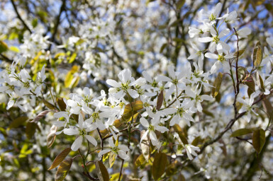 Amelanchier spicata struik 40-60 cm