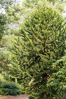 Araucaria araucana Strauch 30-40 cm