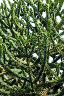 Araucaria araucana arbuste 60-70 cm