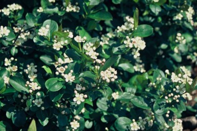 Aronia melanocarpa Strauch 60-80 cm