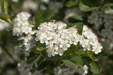 Aronia prunifolia 'Viking' Strauch 20-25 cm