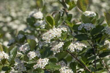 Aronia prunifolia 'Viking' Strauch 20-25 cm