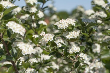 Aronia prunifolia 'Viking' Strauch 20-25 cm