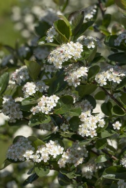 Aronia prunifolia 'Viking' Strauch 80-100 cm