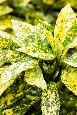 Aucuba japonica 'Crotonifolia' arbuste 80-100 cm