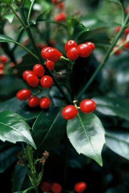 Aucuba japonica 'Rozannie' buske 60-80 cm