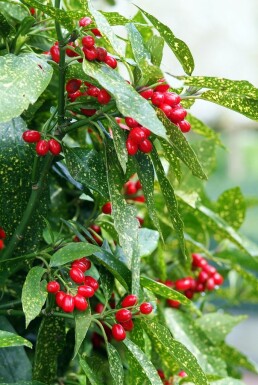 Aucuba japonica 'Variegata' busk 40-45 cm