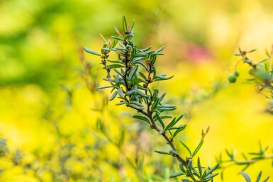 Berberis stenophylla Strauch 40-50 cm