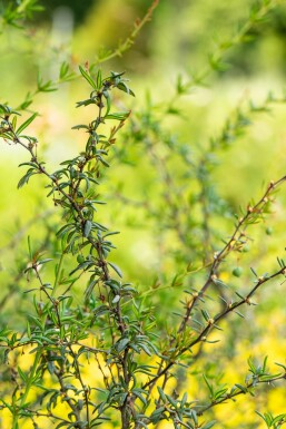 Berberis stenophylla Strauch 40-50 cm