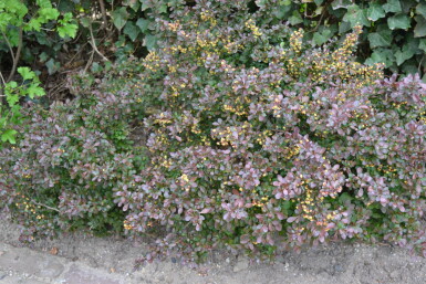 Berberis thunbergii 'Atropurpurea Nana' Strauch 25-30 cm