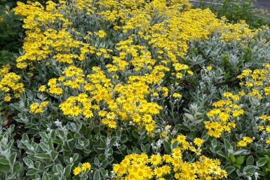 Brachyglottis 'Sunshine' struik 40-60 cm