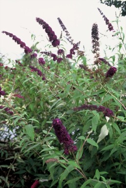 Buddleja davidii 'Black Knight' struik 100-125 cm