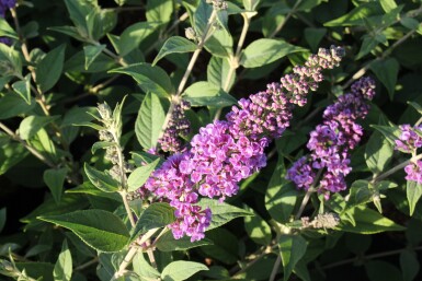 Buddleja davidii 'Blue Chip' struik 40-50 cm