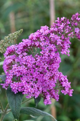 Buddleja davidii 'Border Beauty' struik 80-100 cm