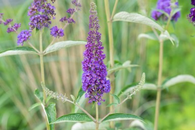 Buddleja davidii 'Empire Blue' buske 45-50 cm