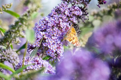 Buddleja davidii 'Empire Blue' buske 45-50 cm